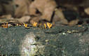 Calocera cornea (Batsch:Fr.)Fr.