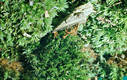 Calocera cornea (Batsch:Fr.)Fr.
