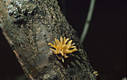 Calocera cornea (Batsch:Fr.)Fr.