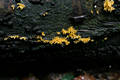 Calocera cornea (Batsch:Fr.)Fr.