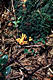 Calocera viscosa (Pers.:Fr.)Fr.