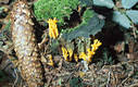 Calocera viscosa (Pers.:Fr.)Fr.