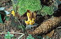 Calocera viscosa (Pers.:Fr.)Fr.