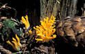 Calocera viscosa (Pers.:Fr.)Fr.