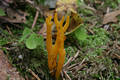 Calocera viscosa (Pers.:Fr.)Fr.