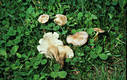 Calocybe carnea (Bull.:Fr.)Donk