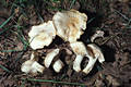 Calocybe gambosa (Fr.)Donk