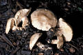 Calocybe gambosa (Fr.)Donk