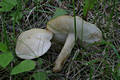 Calocybe gambosa (Fr.)Donk