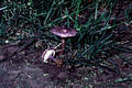 Calocybe ionides (Bull.:Fr.)Donk