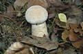 Calvatia excipuliformis (Scop.:Pers.)Perdeck