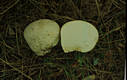 Calvatia utriformis (Bull.:Pers.)Jaap