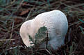 Calvatia utriformis (Bull.:Pers.)Jaap