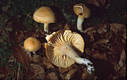 Camarophyllus pratensis (Pers.:Fr.)Kummer