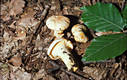 Cantharellus cibarius Fr.