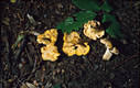 Cantharellus cibarius Fr.