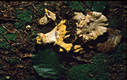 Cantharellus cibarius Fr.