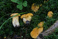 Cantharellus cibarius Fr.