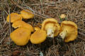 Cantharellus cibarius Fr.