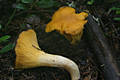 Cantharellus cibarius Fr.