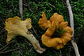 Cantharellus cibarius Fr.