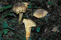 Cantharellus cibarius Fr. var. amethysteus Qul.