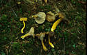 Cantharellus tubaeformis Bull.:Fr.