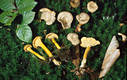 Cantharellus tubaeformis Bull.:Fr.