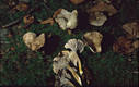 Cantharellus tubaeformis Bull.:Fr.