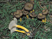 Cantharellus tubaeformis Bull.:Fr.