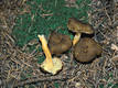 Cantharellus tubaeformis Bull.:Fr.