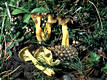 Cantharellus tubaeformis var. lutescens (Fr.)Gill.