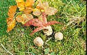 Clathrus archeri (Berk.)Dring