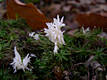 Clavulina cristata (Fr.)Schroeter