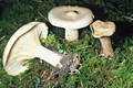 Clitocybe geotropa (Bull.:Fr.)Qul.