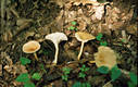 Clitocybe gibba (Pers.:Fr.)Kummer