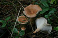 Clitocybe gibba (Pers.:Fr.)Kummer