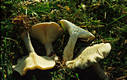 Clitocybe nebularis (Batsch:Fr.)Kummer