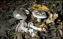 Clitocybe nebularis (Batsch:Fr.)Kummer