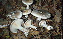 Clitocybe nebularis (Batsch:Fr.)Kummer