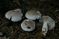 Clitocybe nebularis (Batsch:Fr.)Kummer