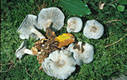 Clitocybe odora (Bull.:Fr.)Kummer