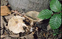 Clitocybe odora (Bull.:Fr.)Kummer