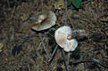 Collybia butyracea var. asema Fr.