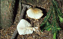 Collybia butyracea var. butyracea (Bull.:Fr.)Qul.