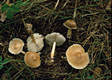 Collybia butyracea var. butyracea (Bull.:Fr.)Qul.