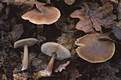 Collybia butyracea var. butyracea (Bull.:Fr.)Qul.