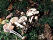 Collybia confluens (Pers.:Fr.)Kummer