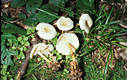 Collybia dryophila (Bull.:Fr.)Kummer