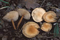 Collybia dryophila (Bull.:Fr.)Kummer